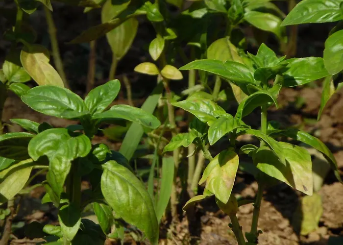 Bed and breakfast Al Borgo 3*