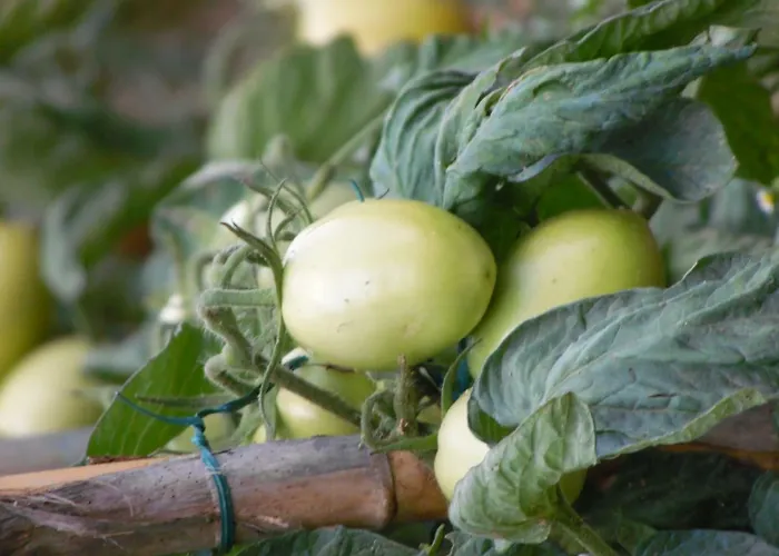 Al Borgo Bed and breakfast Lucca