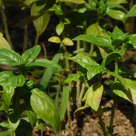 Bed & Breakfast Al Borgo 3*